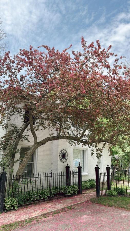 The Ginkgo Tree Bed and Breakfast Mount Pleasant Exteriör bild